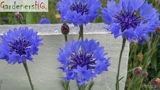 Centaurea cyanus Cornflower Growing Guide by Gardeners HQ [upl. by Juley]