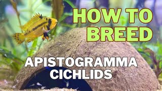 How to breed Apistogramma Cacatuoides [upl. by Herodias]