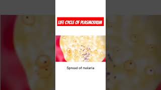 Malarial etiology Life cycle of Plasmodium  Malarial parasite Malaria [upl. by Killoran269]