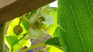 My Selffertile Hardy Kiwi aka Kiwi Berry Actinidia Arguta Issai is bursting into bloom [upl. by Nodyroc]