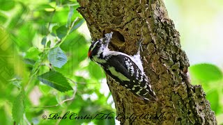 Dryobates pubescens DOWNY WOODPECKERS bring food to nest 9087639 [upl. by Fuhrman498]