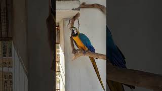 talking Macaw।। big Macaw birds macaw parrot shorts youtubeshorts [upl. by Valsimot]