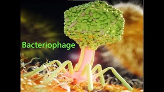 Lecture 5 Bacteriophage [upl. by Adaurd]