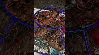 Spiny Lobster Fishing 🎣 spinylobster lobster fishing catchandcook lobsterroll roe foodporn [upl. by Sila]