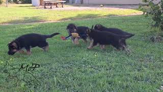 Vidéo du 220824 chiots de Tess [upl. by Gwynne]