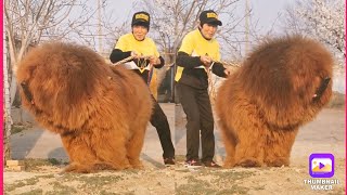 Tibetan mastiff  worlds biggest dog breed tibetan mastiff weight male 100–160 lbs [upl. by Kalil202]