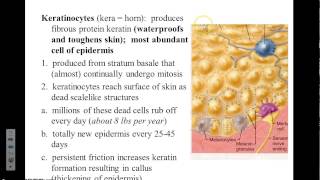 Integumentary Cells of Epidermis [upl. by Wald]