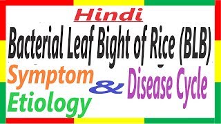 Bacterial Leaf Blight of Rice SymptomEtiologyDC  Xanthomonas oryzae pv oryzae PAC 11 [upl. by Gabie]