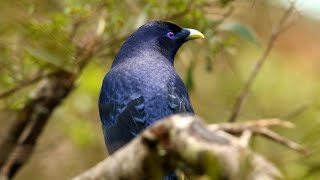 Dawn Chorus  36 mins of Australian Bird Calls from Katoomba at Upper Katoomba Creek Bushcare Site [upl. by Sheffy150]