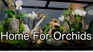 Making a Rehabilitation Terrarium for Orchids [upl. by Marjy280]