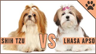 Shih Tzu vs Lhaso Apso  Which Breed Is Better [upl. by Aenej]