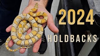 FUTURE BREEDERS HOLDBACKS CORN SNAKE EDITION [upl. by Ronel129]