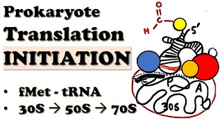 Prokaryotic Translation INITIATION  How do 70S ribosomes initiate translation  Deepdive Video [upl. by Neryt614]