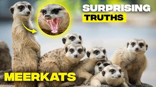 Fascinating Meerkat Facts You Didn’t Know 🐾🌍 [upl. by Brietta]