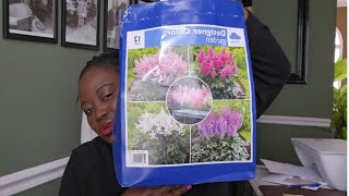 All About Astilbe Planting the Best Way I Know How 🍁🌺🌿 Zone 7B Gardening Waldorf MD [upl. by Martinic448]