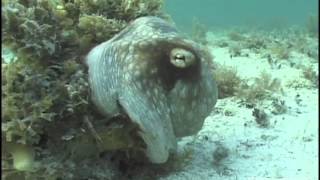 Camouflaged Octopus Makes Marine Biologist Scream Bloody Murder [upl. by Loris]