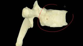 Columna vertebral [upl. by Apul]