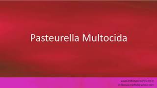 Pronunciation of the words quotPasteurella Multocidaquot [upl. by Gehlbach423]