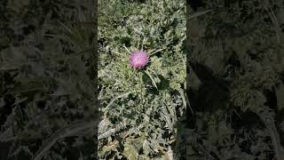 Silybum marianum Milk thistle اونٹ کٹارا shorts plants viral medicalstudent [upl. by Ferdy]