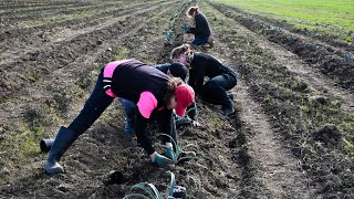 South Australias first commercial agave crop  Winter 2024 [upl. by Aluap]