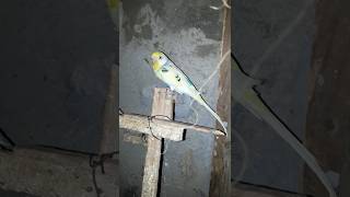 parakeet lifespan parakeet budgies birds parrot viral shorts trending india subscribe [upl. by Bullough661]