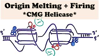 DNA Replication Eukaryote INITIATION  Origin Firing  CMG Helicase forms the Replisome [upl. by Erdnassak]