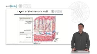 Estómago anatomía e histología funcional  318  UPV [upl. by Addy]