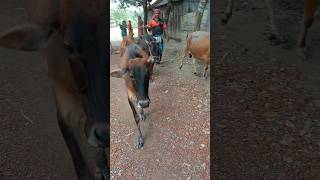 Farmer walking with Cows [upl. by Stimson]