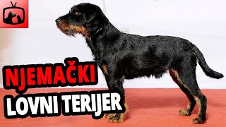 🐕 Njemački Lovni Terijer Pas – Sve O Njemačkim Lovnim Terijerima [upl. by Peonir]