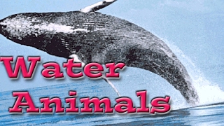 Water Animals for Children  Kids Learning Videos [upl. by Shetrit]