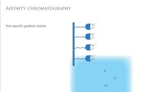 Affinity Chromatography [upl. by Yalahs]