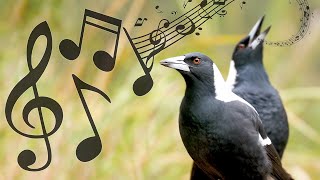 Australian Magpies NonStop Singing Compilation Warbling amp Carolling  Complex Calls [upl. by Jesh]