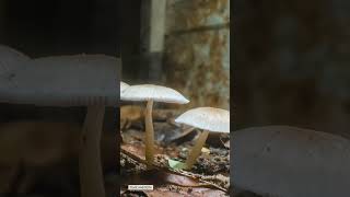 reel mushroom 4 timelapse [upl. by Malti974]