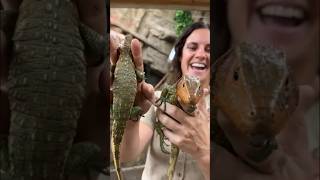 Two for One Caiman Lizard Special🤩🙌 [upl. by Dranoel]