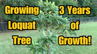 Update on Growing Loquat Tree  3 YEAR TIME FRAME [upl. by Cioban]