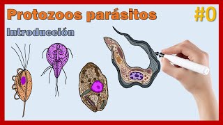 0 Introducción a los protozoos parásitos [upl. by Eckmann222]