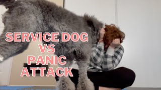 How My Service Dog Helps me with PTSD amp Anxiety Attacks  Service Dog Responds to Panic Attack [upl. by Aggappora]