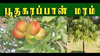 Sterculia foetida  பூதகரப்பானின் வைத்திய முறைகள்  Poothakarappaan [upl. by Esoranna]