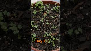 Growing Arugula from Seed to Harvest in small container [upl. by Ezarras]