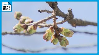 桜の開花早まり…例年より1週間前倒しで15日から「桜まつり」 ピンクに色づいたつぼみも 名古屋・鶴舞公園 [upl. by Loralie]