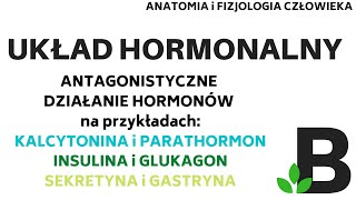 antagonistyczne działanie HORMONÓW układ hormonalny  Anatomia człowieka KOREPETYCJE z BIOLOGII 301 [upl. by Neeroc689]