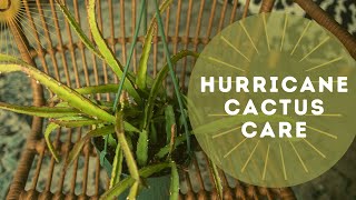 Hurricane Cactus Lepismium Cruciforme Care Guide For Beginners [upl. by Lenni]