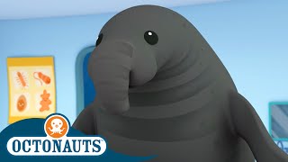 Octonauts  🐘 The Enormous Elephant Seal 🦭  Season 1  Full Episodes  Cartoons for Kids [upl. by Beeck]