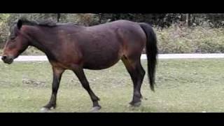 horse walking 600fps [upl. by Bernette]