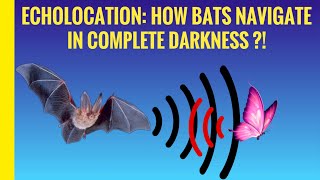 Echolocation How Bats Navigate In Complete Darkness  Stupefying Species  Nixapian [upl. by Adhamh205]