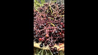 Elderberry toxicity amp ID [upl. by Fogel]