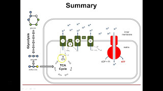 ATP synthesis and the citric acid cycle a general overview [upl. by Zetnahs]