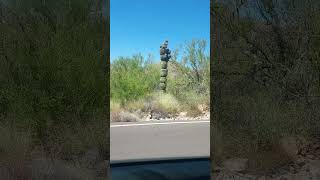 A Segmented Saguaro shorts nature cactus saguaro desert trending naturelovers usa plants [upl. by Oinesra]