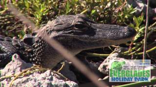 Everglades Holiday Park Airboat Tours amp The Gator Boys [upl. by Vikki]