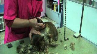 How to shave a shorthaired cat  a nice one [upl. by Aleehs]